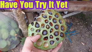 Life in Mekong Delta Vietnam  Harvest and Sell Lotus [upl. by Ettevey]