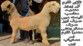 Mundre chatre Kake Lakhe Mundre Qurbani 2025 k liy Asif Mundra Farm🥰 [upl. by Nawram209]