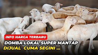 Review Harga Domba Lokal Super Mantap Dijual Murah  AGROTV9 [upl. by Annayek]