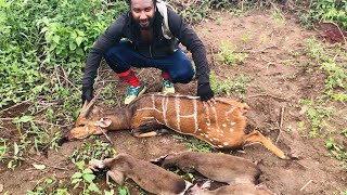 Bushmeat Hunting With Yoruba Hunters Of Nigeria [upl. by Nonnaehr]