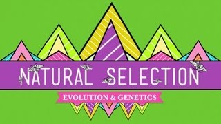 Natural Selection  Crash Course Biology 14 [upl. by Let]