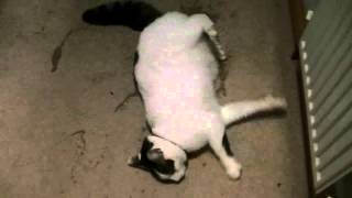 Cat having grand mal epileptic fit feline epilepsy seizure [upl. by Davidoff186]