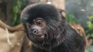 Goeldis monkey [upl. by Idissak508]