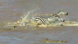 Crocodiles Attack Zebras Crossing the Mara River with zoom  Kenya [upl. by Zoie]