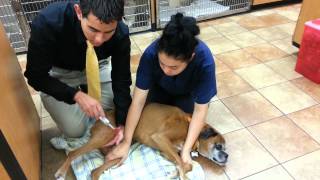 A Veterinary Neurological Exam [upl. by Eilema]