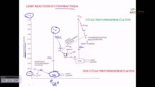 Light reaction of cyanobacteria [upl. by Aicilram]