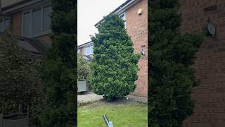 Conifer trim this afternoon 👨‍🌾 oddlysatisfying satisfying garden gardening timelapse fyp [upl. by Noicnecsa]