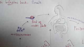 FASCIOLA HEPATICA  LIVER FLUKE  STRUCTURE  LIFE CYCLE  SYMPTOMS  TREATMENT  BY PHANINDRA [upl. by Schaffer]