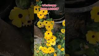 Black eyed susan vine plant care shortvideo shorts short gardening [upl. by Nonna]