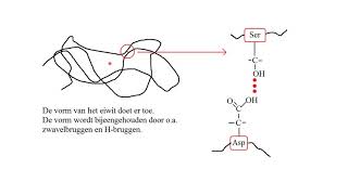 samenvatting vwo Biochemie [upl. by Neirol114]