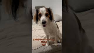 kooikerhondje デコピンちゃん コーイケルホンディエ 大谷翔平 大谷の犬 [upl. by Dun]