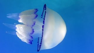 Jellyfish  Meduza Rhizostoma pulmo [upl. by Pond962]