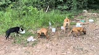 Cadela e filhotes são abandonados em estrada no acesso ao distrito de Xaxim Progresso em 06112024 [upl. by Borries]