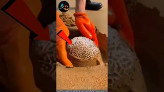 🤯 തലച്ചോർ കടൽ തീരത്തോ 😲😱  Brain Coral  shorts facts shortsfeed [upl. by Phylis567]