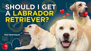 Should I get a Labrador Retriever VetVid Dog Breed Video [upl. by Fried]