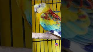 Cute Redrumped Parakeet shorts parrot pets കൂടുതൽ വീഡിയോകൾ കാണുവാൻ ഈ ചാനൽ സബ്സ്ക്രൈബ് ചെയ്യുക 🙏 [upl. by Tiernan]