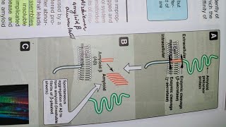 Protein misfolding lippincott Part 6🖐️ [upl. by Assecnirp]