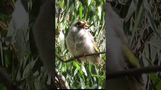 Noisy Miner Bird making sounds sitting on a tree branch BirdSounds Wildlife Nature [upl. by Oiliruam]