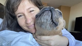 Runaway French Bulldog ‘Rescued’ Ends Up 3000 Miles Away [upl. by Lesser]