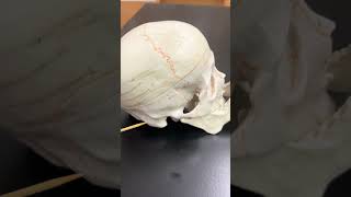 Bones  Cranial Sutures [upl. by Enneira]