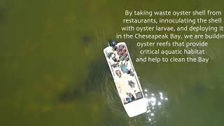 Virginia Oyster Shell Recycling Program builds a reef on the Piankatank River [upl. by Jobe]