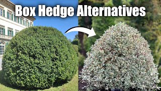 Alternative Shrubs to Box Hedge If You Struggle with Box Blight amp Box Tree Moths [upl. by Fidelis]