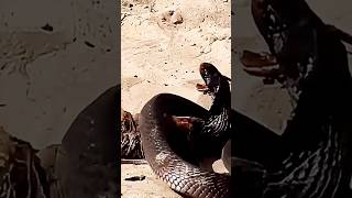 Mongoose vs Cobra The Most Intense Wildlife Showdown [upl. by Lledroc]