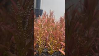 Rotala rotundifolia blood red and pearl weed PEARLING with co2 in planted 5 gal [upl. by Neural554]