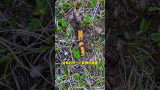 Fresh Cordyceps sinensis fungus shorts [upl. by Legnaros374]