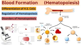 Blood FormationHematopoiesis in Hindi  Differentiation and Regulation of Hematopoietic Stem Cells [upl. by Coppola]