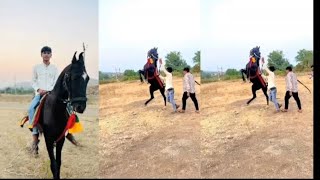 sikandar 🐴 kathiyawadi horse  horse movies  horse trening  fuleka video Ghodo [upl. by Attenej]