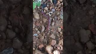 Centipedes are elongated arthropods belonging to the class Chilopoda [upl. by Ahsinahs]