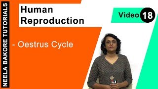 Human Reproduction  NEET  Oestrus Cycle  Neela Bakore Tutorials [upl. by Nnilsia]