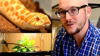 Hognose Snake Setup  Simple Enclosure Guide [upl. by Niawtna]