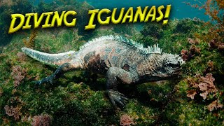 Galapagos Marine Iguanas have a RARE Behavior [upl. by Lindie]