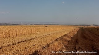 Festa de Shavuot  Nos Passos de Rute a Moabita [upl. by Willdon]