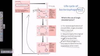 M13 vector a type of viral vector for cloning [upl. by Eillat22]