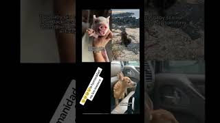 animales tiernos bebes wholesome animals animalsoftiktok cute cry [upl. by Ole145]