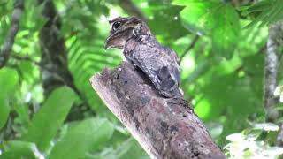 Common Potoo  Nyctibius griseus  Pajaro Estaca [upl. by Doraj]