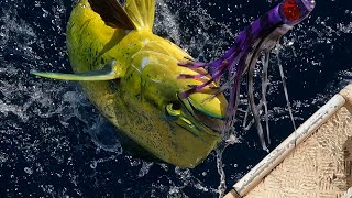 Insane Mahi Mahi action from Ningaloo [upl. by Dwan844]