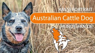 ► Australian Cattle Dog 2018 Rasse Aussehen amp Charakter [upl. by Vin438]