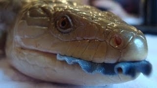 San Diego Zoo Kids  Blue Tongued Skink [upl. by Ivanah]