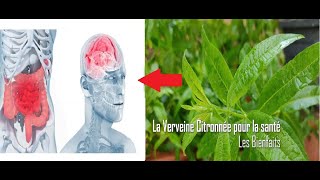 La Verveine Citronnée pour la santé [upl. by Oimetra]