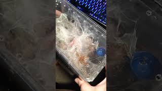 PTERINOCHILUS MURINUS X4 FEEDING [upl. by Queenie]