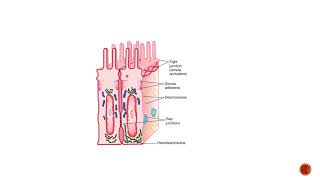 Intercellular junctionsGeneral physiology [upl. by Harcourt217]