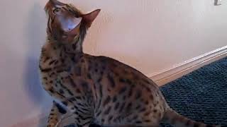 Bengal Cat Whimpering [upl. by Ailyn]