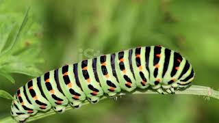 Swallowtail caterpillar papilio polyxenes [upl. by Neumann]