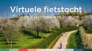 Virtuele fietstocht door de Haspengouwse bloesems  Visit Limburg [upl. by Asylem]