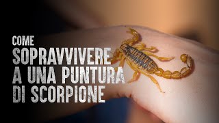 Come Sopravvivere a una Puntura di Scorpione [upl. by Tronna]