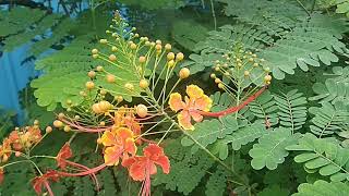 beautiful flowers naturelamboyant flame tree Santosh Sakpal [upl. by Nicram]